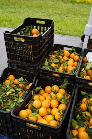 Dzień pierwszy w Grecji
- na targu w Leptokarii